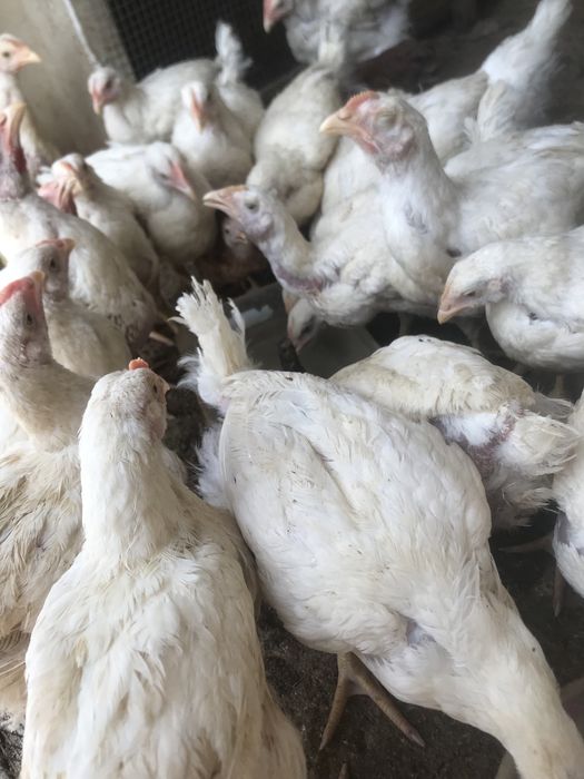 Тауыктар сатылады