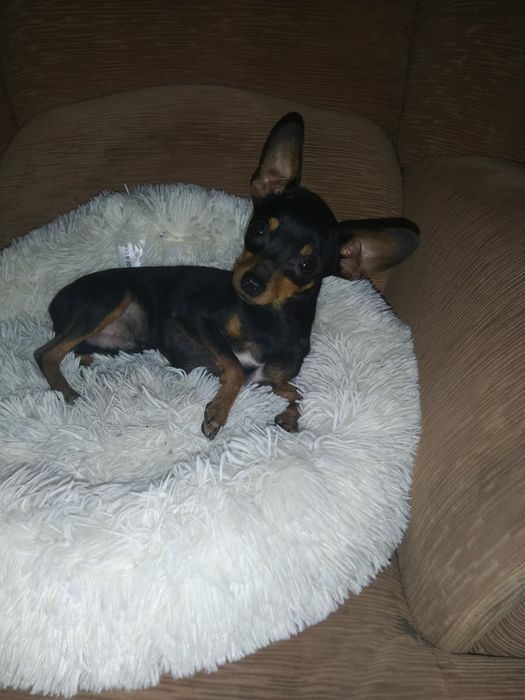 Вязка русский той терьер