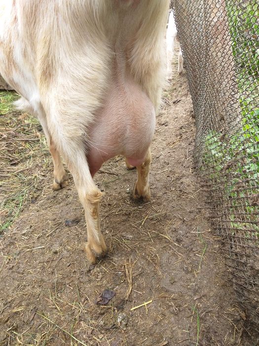 Англо- нубийские козлята