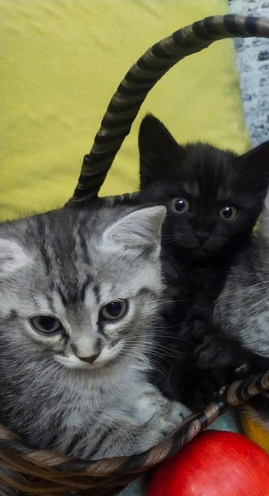 Отдам в дар котят