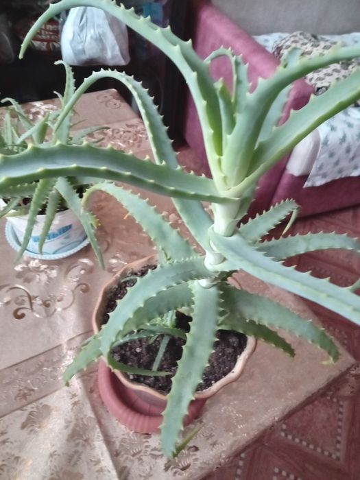 Продам алое лечебный