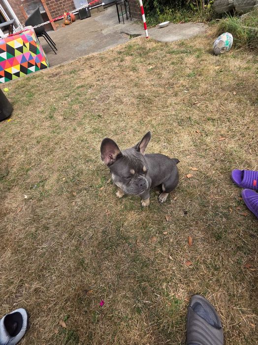 Френски булдог  женска