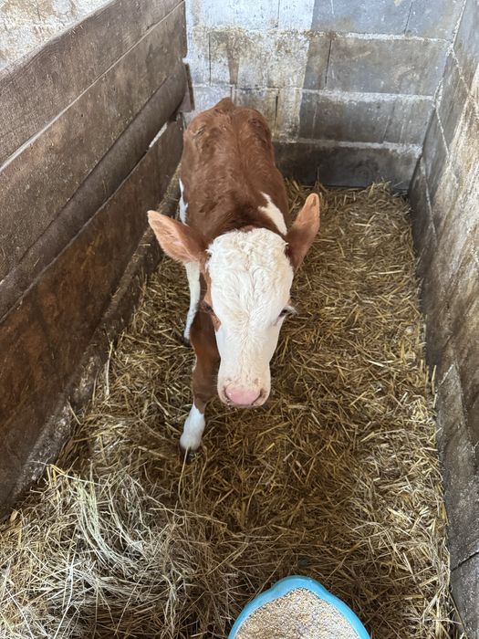 Tauras baltat de vanzare