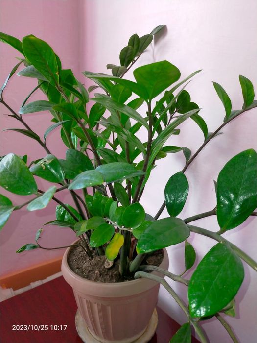 Комнатные домашние цветы