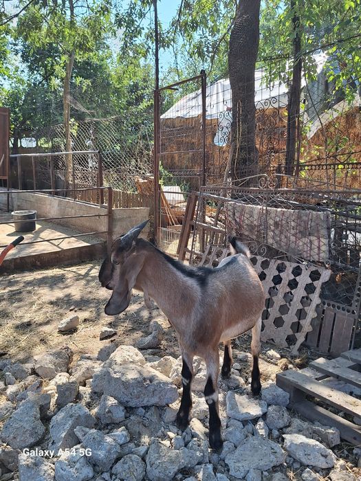 Vând țapi anglo danubieni