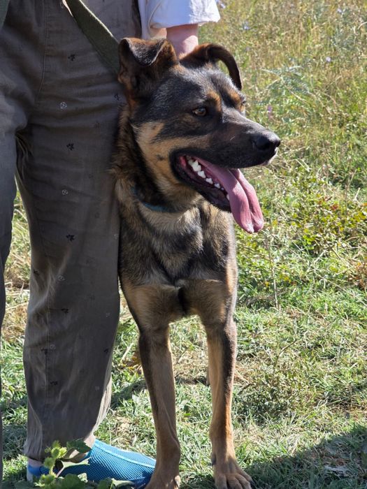 Ищем дом собаке мальчику