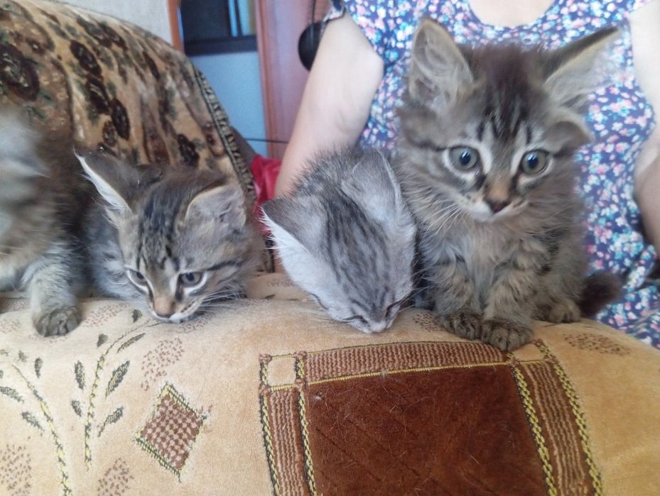 Отдам котят в добрые руки