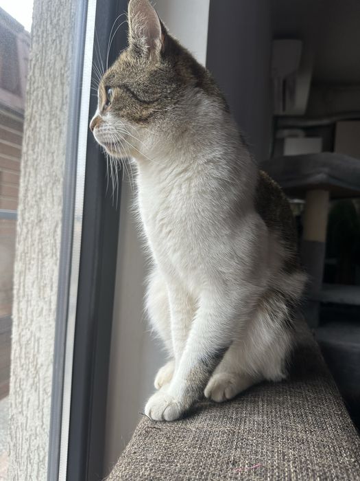 Nor isi cauta casuta