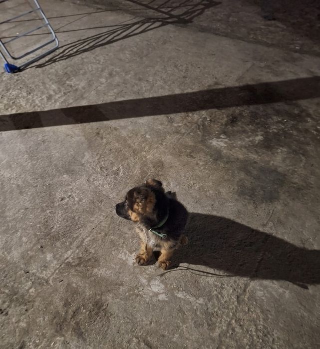 Овчарка немецкий еркек