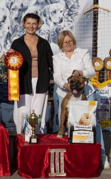 Продаются щенки немецкого боксёра