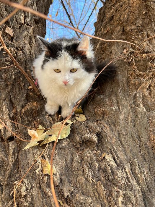 Отдам даром кота