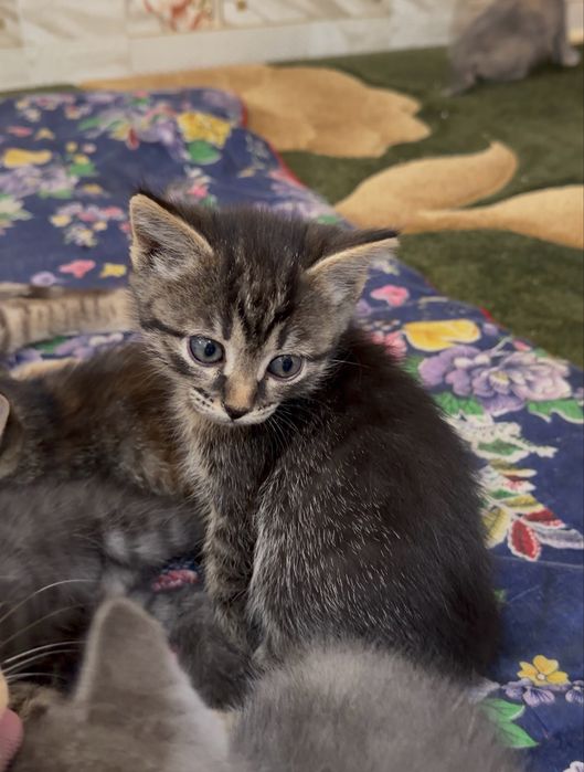 Отдам котят в добрые руки