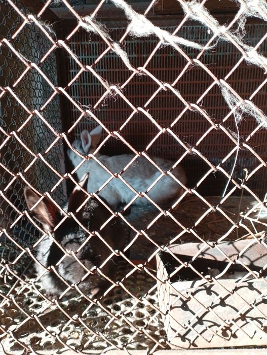 Продам молодых кроликов