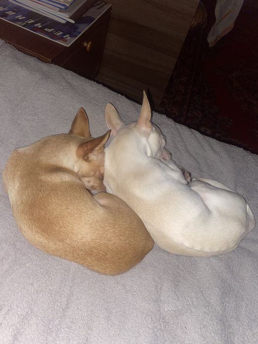 Чихуахуа мини кабель на оплодотворение