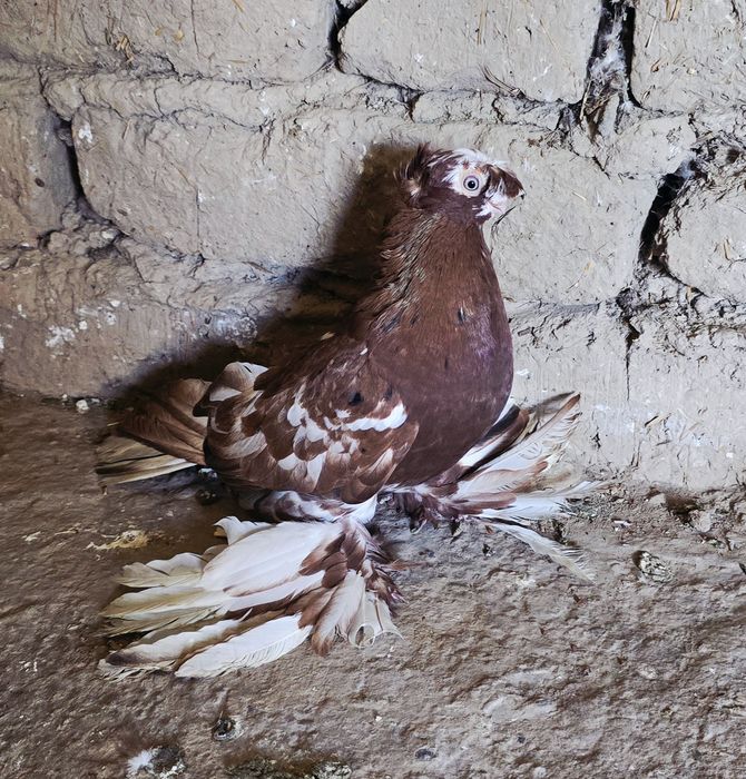 Самец двухчубый Чин