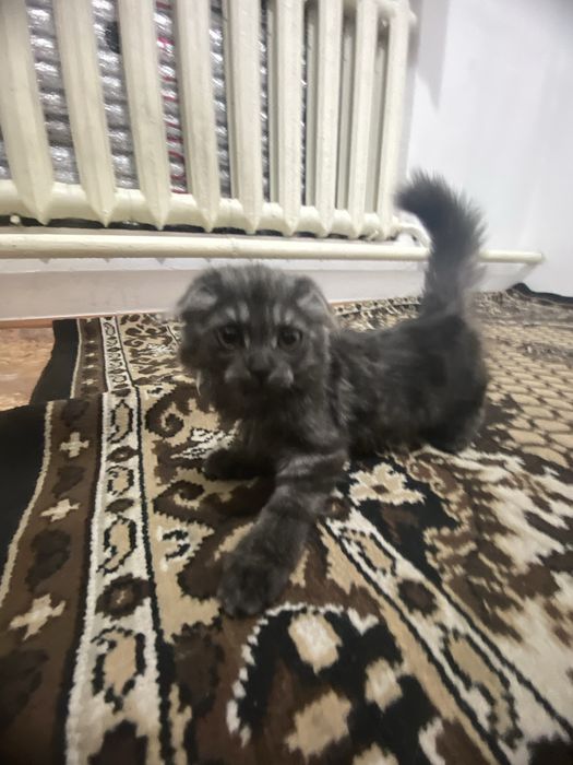 Шотладский вислоухий