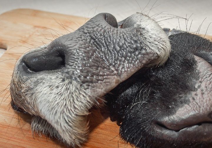 Натуральный корм для собак и кошек!