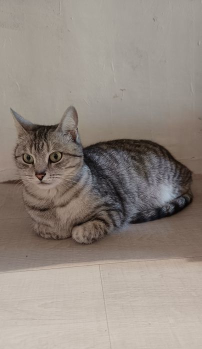 Кошка ласковая в добрые руки