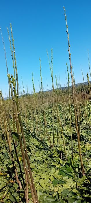 Puieți de nuc de vânzare