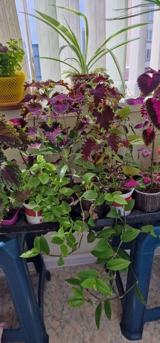 Цветы выращенные с любовью