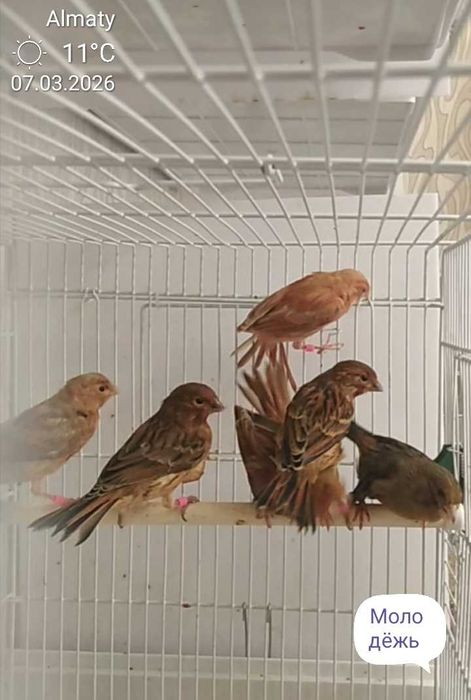 Канарейки певчие