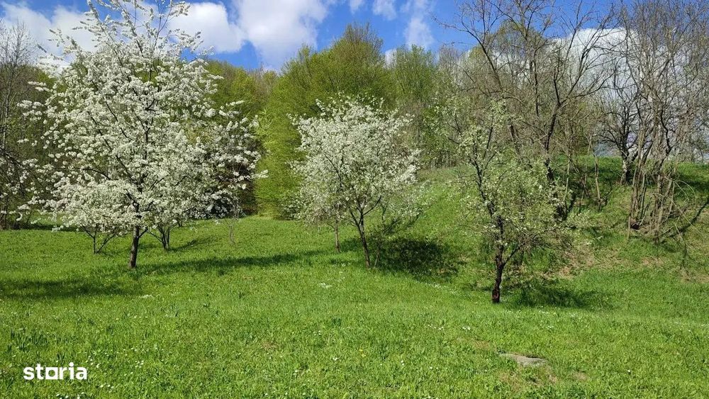 Teren Intravilan Cu Padure | Prahova| Provita De Sus| Breaza