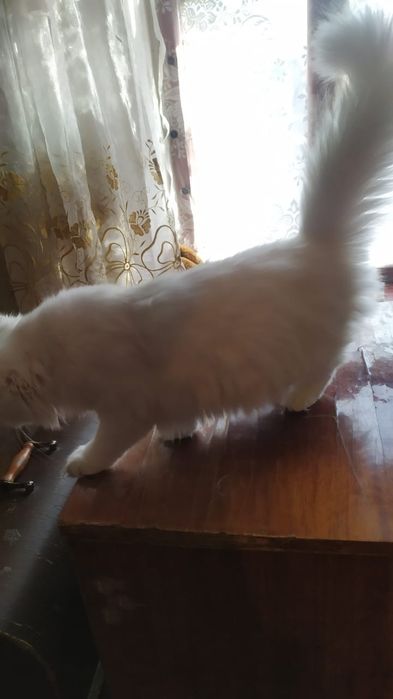 продается Мейн-кун