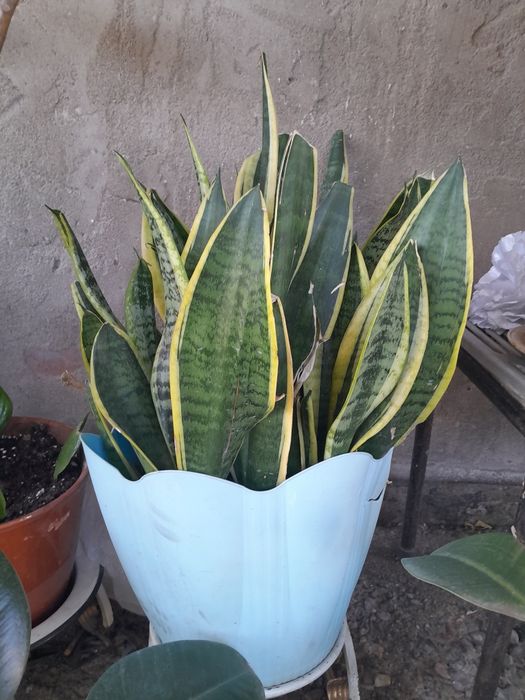 Продам сансевиерию