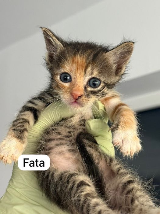 Pui pisica spre adoptie