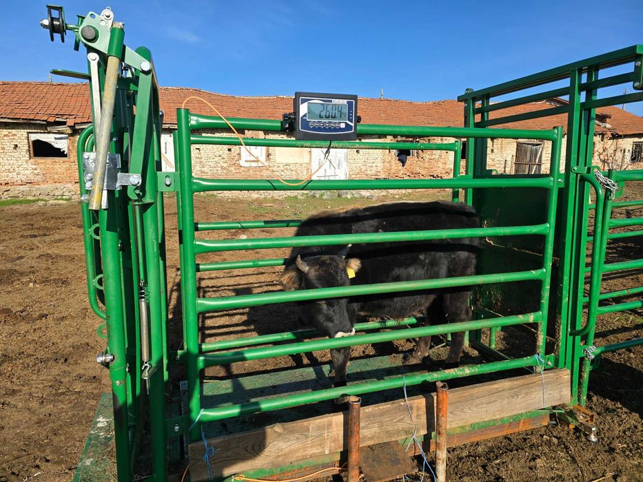 Телета мъжки за клане