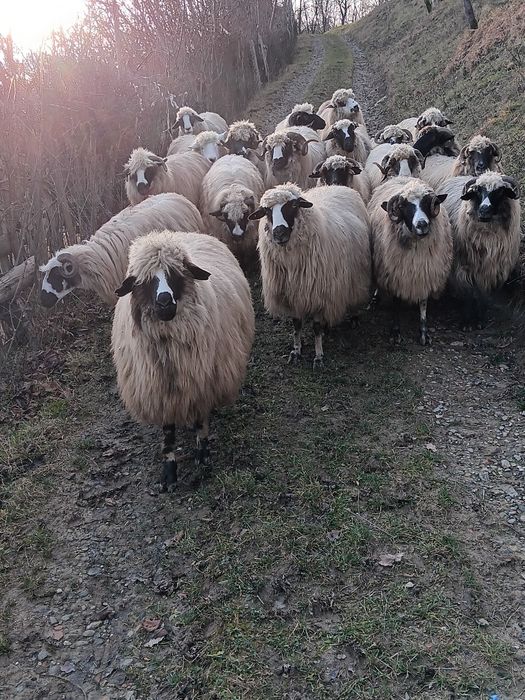 Oi breze pe ales. Nu răspund la mesaje