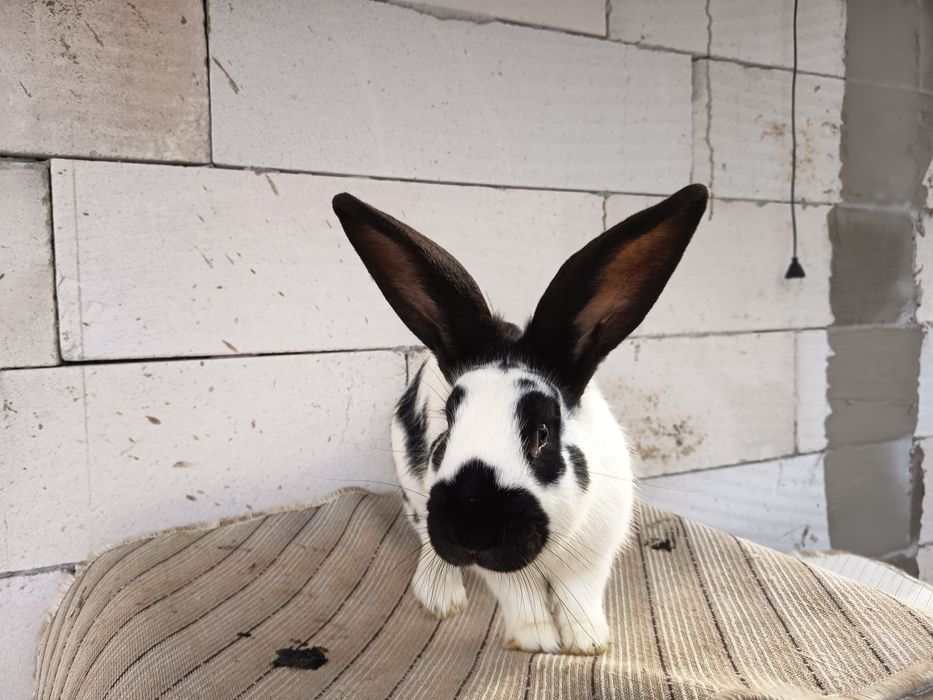 Vând iepuri uriaș german