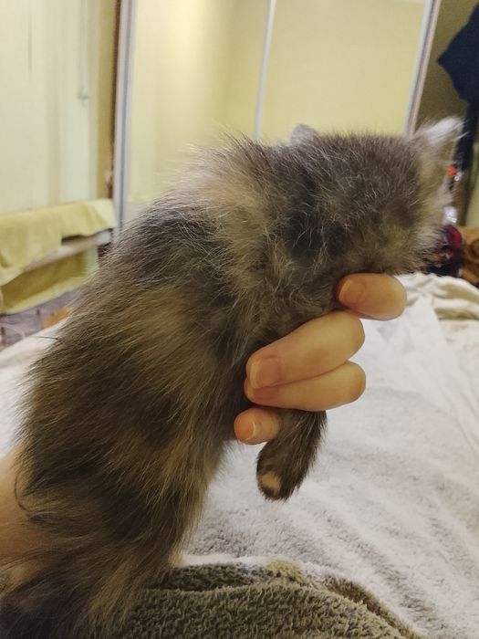 Бесплатно! Только в добрые руки!!!