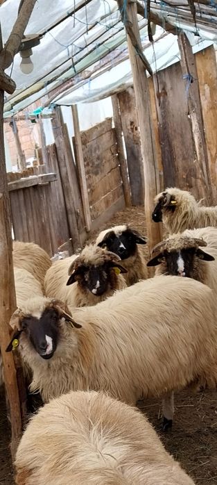 Vand 10 miele breze și un berbecuț sau schimb cu juninca baltată