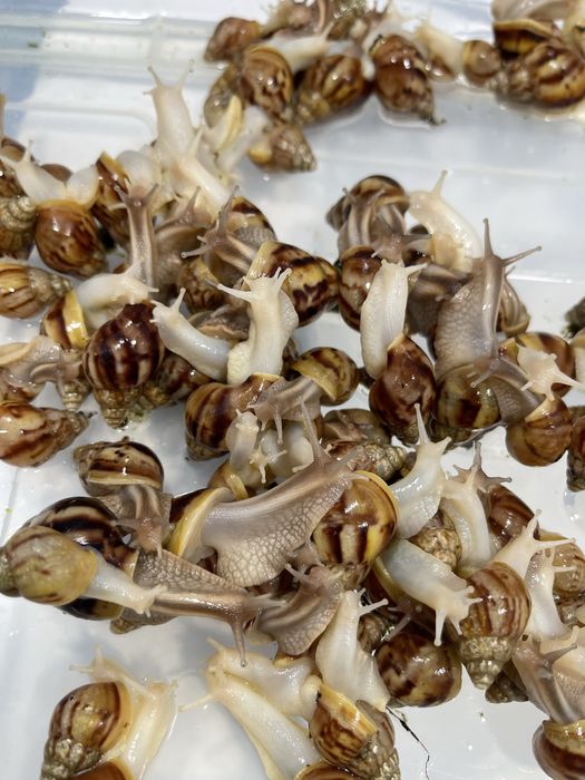 Optomga arzonga ideal bogan Ulitkala 4-5 sm