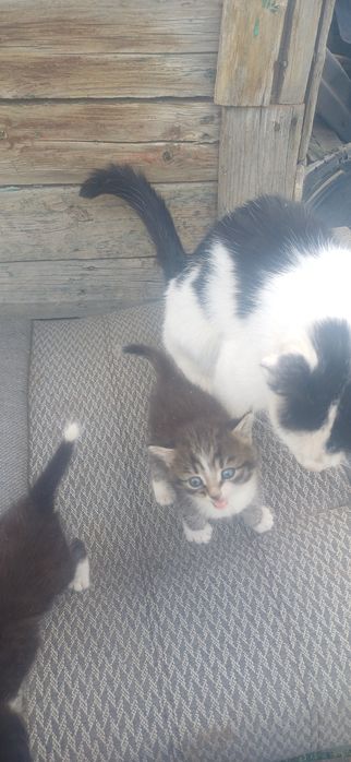 Котятки бесплатно доставка