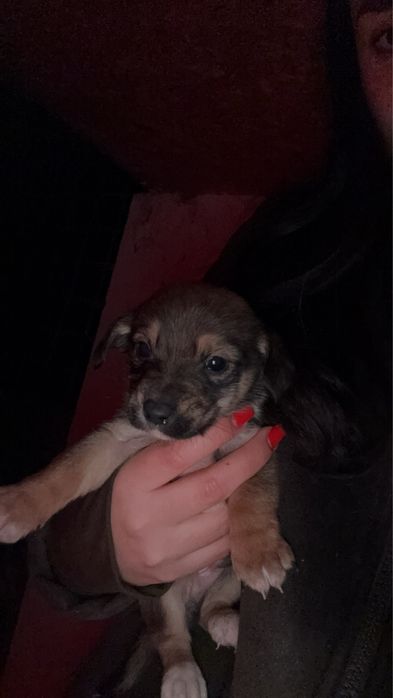 Catelusi pentru adoptie