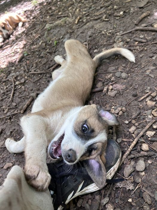 Кученца търсят дом