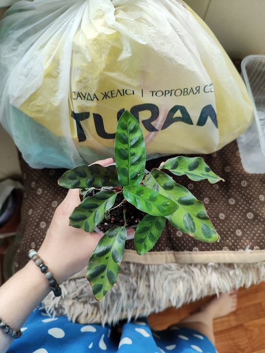 Растение комнатное Калатея