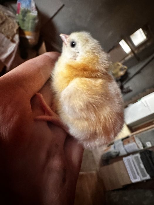 Балапандар сатылады