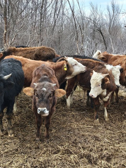 Продам Бычков разных породы