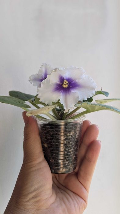 Фиалка (сенполия) Dn-Щедрик