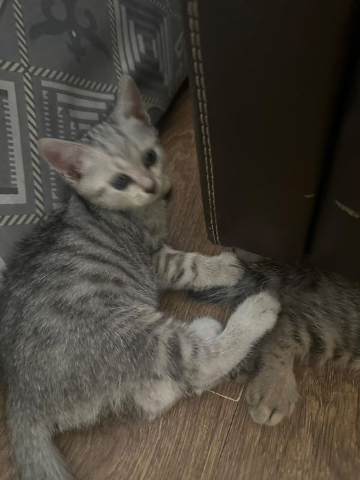 Отдам котят в хорошие руки