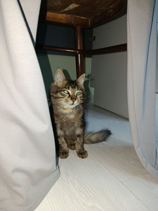 Котёнок. Девочка 2 месяца
