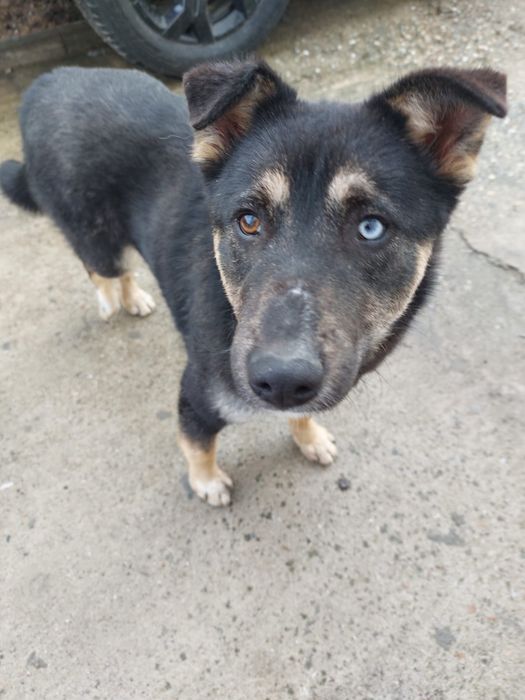 Adoptie caine talie medie