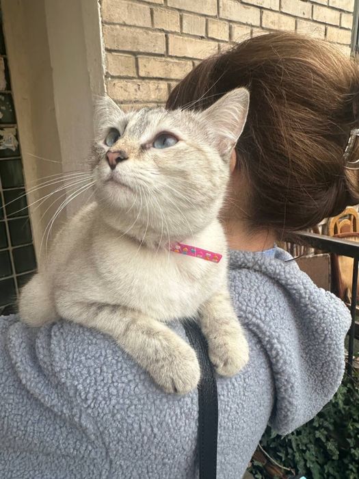 Кошечка ищет семью!