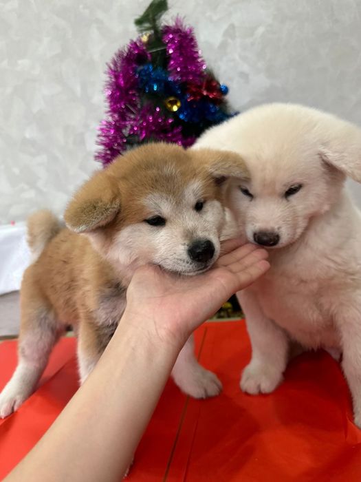 Акита Ину щенки с родословной девочка и мальчик