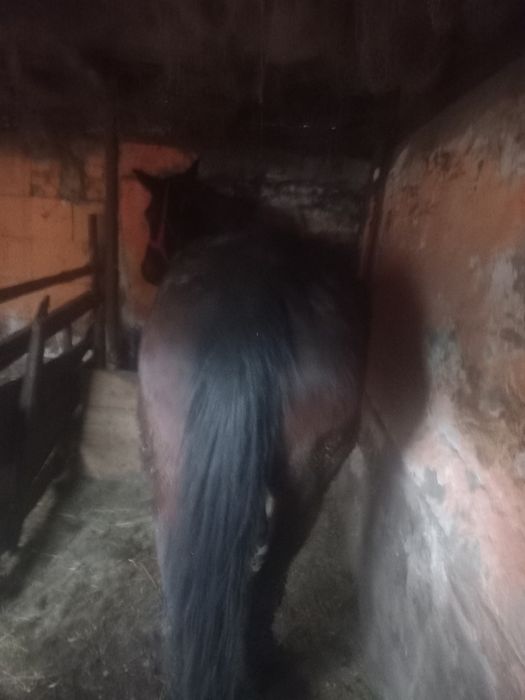 Cal de vânzare este foarte bună la ham facem orice peoba