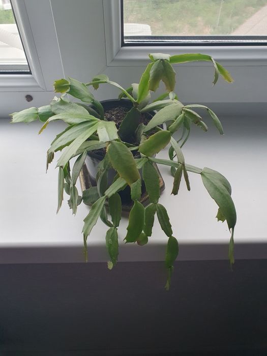 Продам  декабрист 600тг.за 1шт.