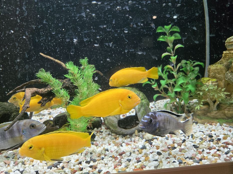 Африкански цихлиди